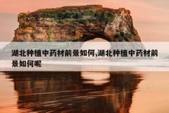 <b>������ֲ��ҩ��ǰ�����,������ֲ��ҩ��ǰ�������</b>