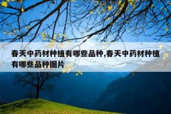 <b>������ҩ����ֲ����ЩƷ��,������ҩ����ֲ����ЩƷ��ͼƬ</b>