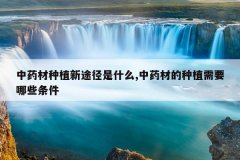 <b>��ҩ����ֲ��;����ʲô,��ҩ�ĵ���ֲ��Ҫ��Щ����</b>