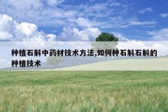<b>��ֲʯ����ҩ�ļ�������,�����ʯ��ʯ������ֲ����</b>