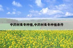 <b>��ҩ������ֲ,��ҩ������ֲ����</b>
