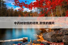 <b>��ҩ����֦�Ĺ�Ч,��֦��ͼƬ</b>
