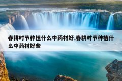 <b>����ʱ����ֲʲô��ҩ�ĺ�,����ʱ����ֲʲô��ҩ�ĺ�Щ</b>