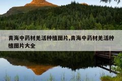 <b>�ຣ��ҩ��Ǽ����ֲͼƬ,�ຣ��ҩ��Ǽ����ֲͼƬ��ȫ</b>