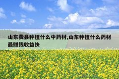 <b>ɽ��������ֲʲô��ҩ��,ɽ����ֲʲôҩ����׬Ǯ�����</b>