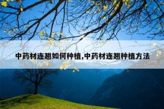 <b>��ҩ�����������ֲ,��ҩ��������ֲ����</b>