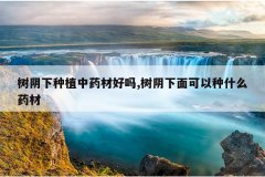 <b>��������ֲ��ҩ�ĺ���,�������������ʲôҩ��</b>