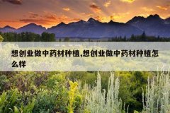 <b>�봴ҵ����ҩ����ֲ,�봴ҵ����ҩ����ֲ��ô��</b>