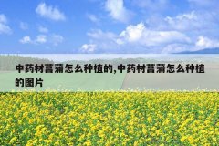 <b>��ҩ��������ô��ֲ��,��ҩ��������ô��ֲ��ͼƬ</b>
