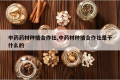 <b>��ҩҩ����ֲ������,��ҩ����ֲ�������Ǹ�ʲô��</b>