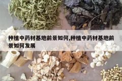 <b>��ֲ��ҩ�Ļ���ǰ�����,��ֲ��ҩ�Ļ���ǰ����η�չ</b>