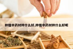 <b>��ֲ��ҩ����ʲô��,��ֲ��ҩ����ʲô����</b>