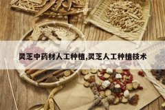 <b>��֥��ҩ���˹���ֲ,��֥�˹���ֲ����</b>