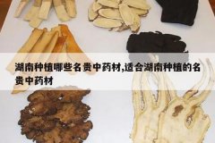 <b>������ֲ��Щ������ҩ��,�ʺϺ�����ֲ��������ҩ��</b>