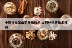 <b>��ҩ������ɽҩ��ֲ����,ɽҩ��ֲ�¼�����Ƶ</b>