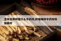 <b>����ѡ����ֲʲô��ҩ��,��ֲ������ҩ��Ч�����</b>