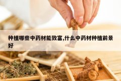 <b>��ֲ��Щ��ҩ�����¸�,ʲô��ҩ����ֲǰ����</b>