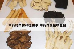 <b>��ҩ�İ�����ֲ����,��ҩ����ֲ��ȫͼ</b>