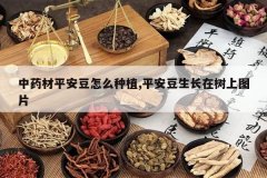 <b>��ҩ��ƽ������ô��ֲ,ƽ��������������ͼƬ</b>