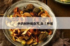 <b>��ҩ����ֲ��ܵ,�׃���ֲ</b>