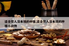 <b>�ʺ�����û��Ǯ����ֲ,�ʺ�����û��Ǯ����ֲС����</b>