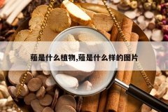 <b>ޯ��ʲôֲ��,ޯ��ʲô����ͼƬ</b>