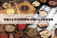 <b>��ֲʲô��ҩ�ĺ�׬Ǯ,��ֲʲô��ҩ�����</b>