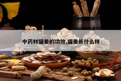 <b>��ҩ��è���Ĺ�Ч,è����ʲô��</b>