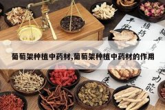 <b>���Ѽ���ֲ��ҩ��,���Ѽ���ֲ��ҩ�ĵ�����</b>