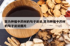 <b>Ŭ����ֲ��ҩ�ĵľ���˵˵,Ŭ����ֲ��ҩ�ĵľ���˵˵ͼƬ</b>