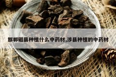 <b>����������ֲʲô��ҩ��,������ֲ����ҩ��</b>