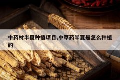 <b>��ҩ�İ�����ֲ��Ŀ,�в�ҩ��������ô��ֲ��</b>