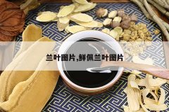 <b>��ҶͼƬ,������ҶͼƬ</b>