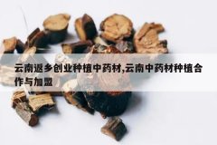 <b>���Ϸ��紴ҵ��ֲ��ҩ��,������ҩ����ֲ���������</b>