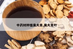 <b>��ҩ����ֲ������,������Ҷ</b>