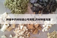 <b>��ֲ��ҩ�ı���ںż��,ҩ����ֲ�İ�</b>