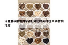 <b>�ӱ��ּ���ֲ��ҩ��,�ӱ��ּ���ֲ��ҩ�ĵĵط�</b>