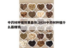 <b>��ҩ����ֲЧ�����,2020��ҩ����ֲʲô��׬Ǯ</b>