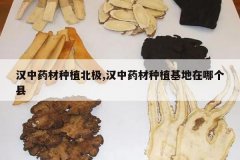 <b>����ҩ����ֲ����,����ҩ����ֲ�������ĸ���</b>