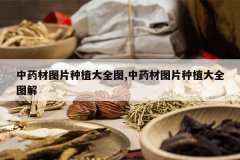 <b>��ҩ��ͼƬ��ֲ��ȫͼ,��ҩ��ͼƬ��ֲ��ȫͼ��</b>