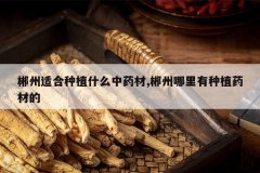 <b>�����ʺ���ֲʲô��ҩ��,������������ֲҩ�ĵ�</b>