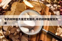 <b>��ҩ����ֲ��������ͼƬ,��ҩ����ֲ�滮����</b>