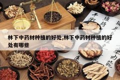 <b>������ҩ����ֲ�ĺô�,������ҩ����ֲ�ĺô�����Щ</b>