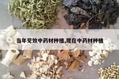 <b>�����Ч��ҩ����ֲ,������ҩ����ֲ</b>