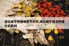 <b>����������ֲ��Щ��ҩ��,���������ʺ���ֲʲôҩ��</b>