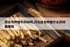 <b>�ӱ�����ֲ��ҩ����,�ӱ��ʺ���ֲʲôҩ����׬Ǯ</b>