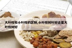 <b>��Ҷ���СҶ�������,СҶ����Ҷ�û��Ǵ�Ҷ������</b>
