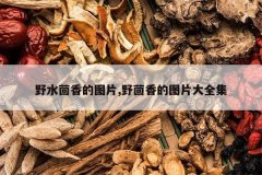 <b>Ұˮ�����ͼƬ,Ұ�����ͼƬ��ȫ��</b>