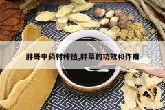 <b>�ָ���ҩ����ֲ,�ֲݵĹ�Ч������</b>