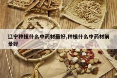 <b>������ֲʲô��ҩ�����,��ֲʲô��ҩ��ǰ����</b>